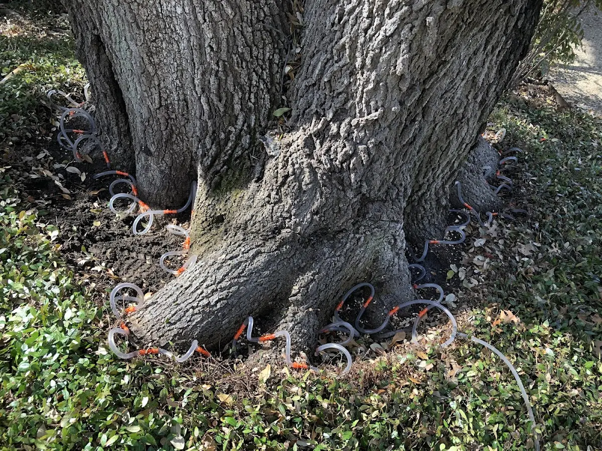 Detailed Tree Cabling and Bracing job site in Falls Creek