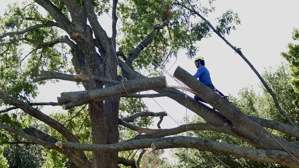 Professional Hazardous Tree Removal performed by certified arborists in Falls Creek